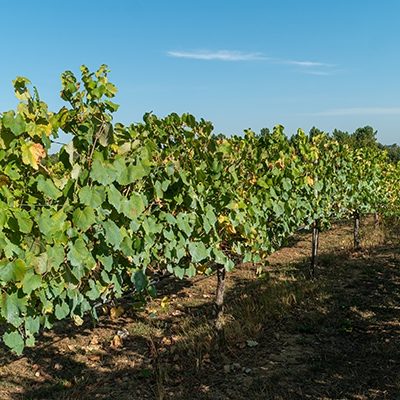 O triunfo do Vinho Verde