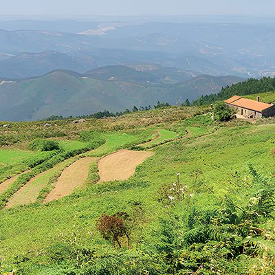 Vinhos do Algarve: aromáticos e com tradição