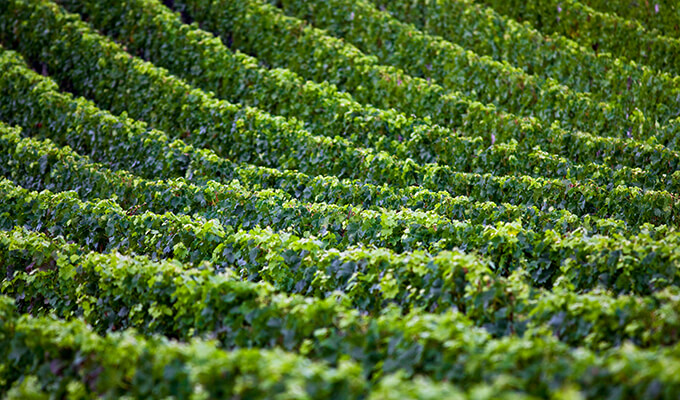 Vinhos do Dão: aromas que perduram no tempo