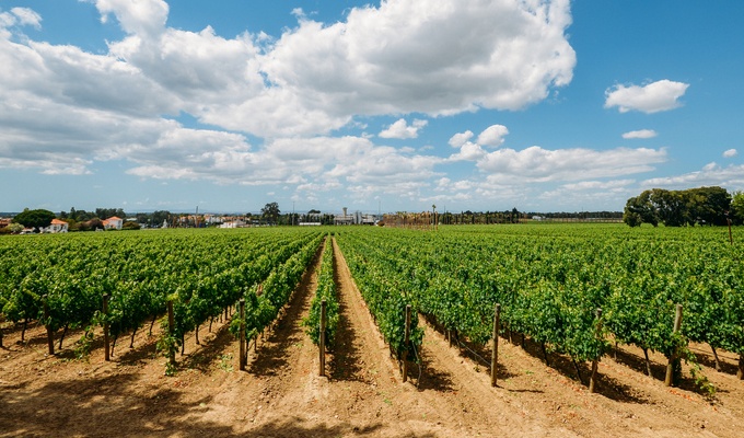 vinhos de Setúbal